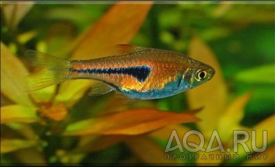 РАСБОРА ЭСПЕЙ (RASBORA ESPEI)