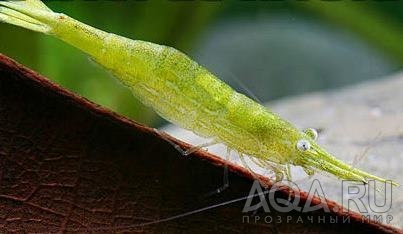 КРЕВЕТКА ЗЕЛЕНАЯ РАКЕТА CARIDINA HODGARTI (GREEN ROCKET SHRIMP)