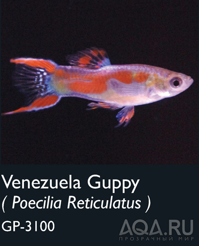 VENEZUELA GUPPY