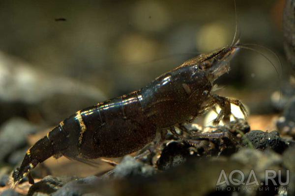 КРЕВЕТКА  BLACK & BLUE  ( CARIDINA BABAULTI SP. MALAYA )