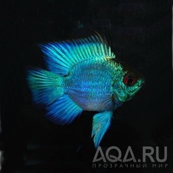 АПИСТОГРАММА РАМИРЕЗА ЭЛЕКТРИК БЛЮ БАЛЛОН (APISTOGRAMMA RAMIREZI VAR. ELECTRIC BLUE RAM)