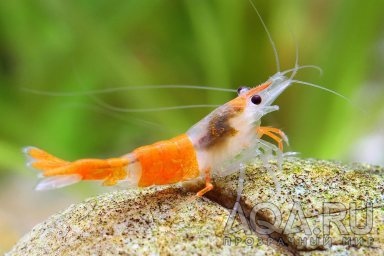 ORANGE RILI SHRIMP