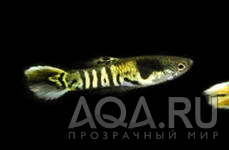 Tiger Stripe Endler's Guppy 2