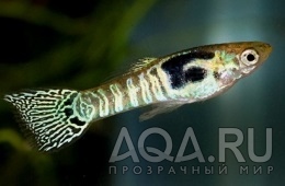 Green-Tiger-Snakeskin-Endler-Cross-Guppy