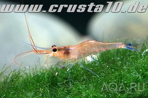 CARIDINA CAERULEA - BLUE LEG POSO SHRIMP