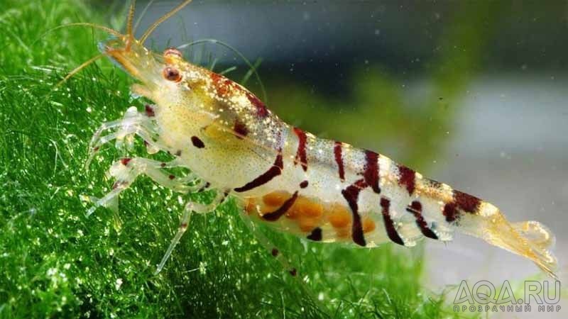 ТИГРОВАЯ КРЕВЕТКА-TIGER SHRIMP, CARIDINA CANTONENSIS SP. 