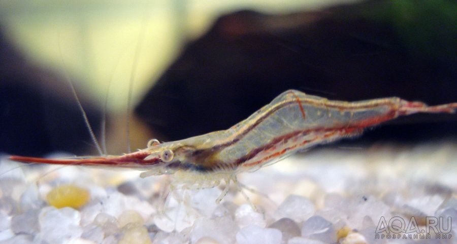 КРАСНОНОСАЯ КРЕВЕТКА-RED NOSE SHRIMP CARIDINA GRACILIROSTRIS