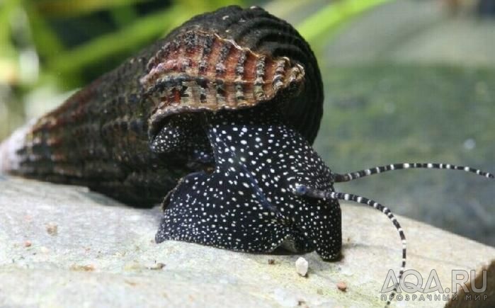 WHITE SPOTTED RABBIT SNAIL