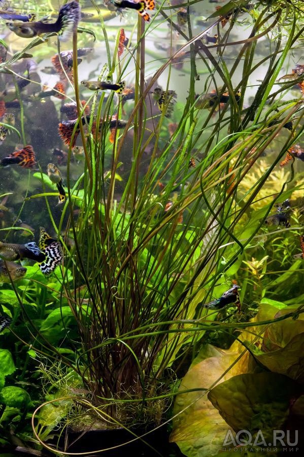 Cryptocoryne crispatula var. tonkinensis