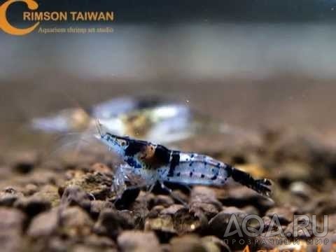 BLACK & WHITE RILI SHRIMP