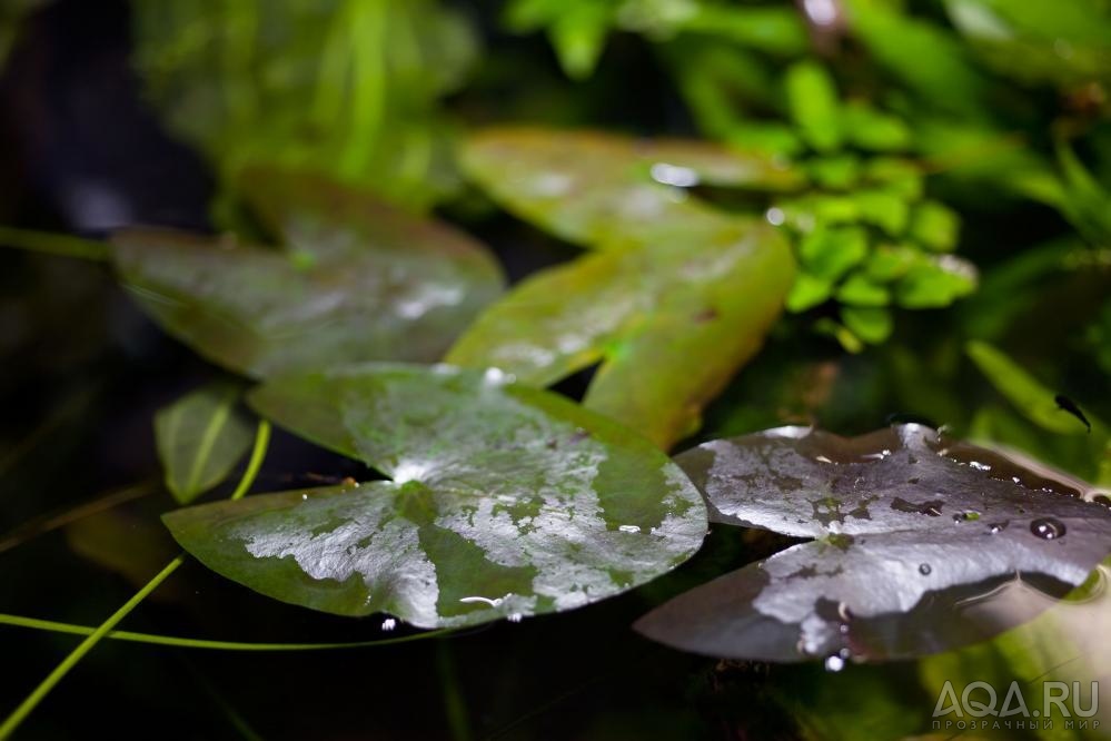 Nymphaea rubra