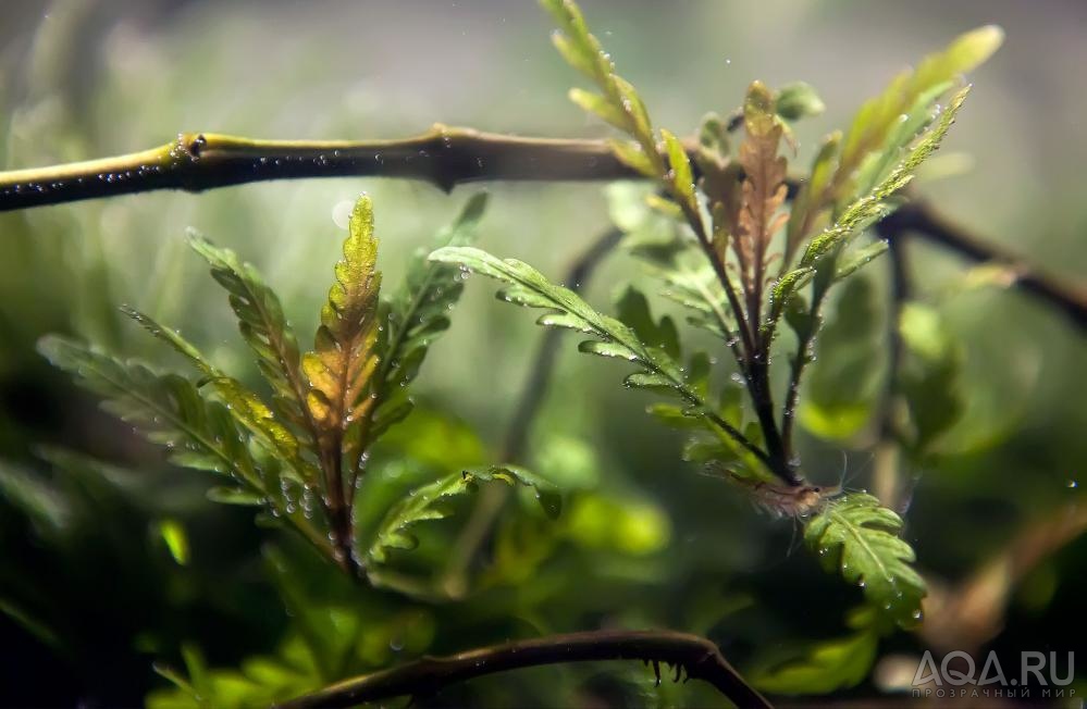 Hygrophila pinnatifida