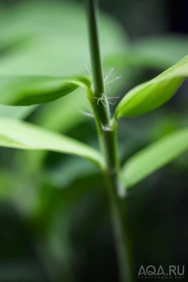 Phyllostachys nigra (бамбук)