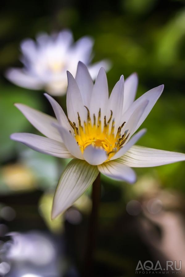 Nymphaea х daubenyana