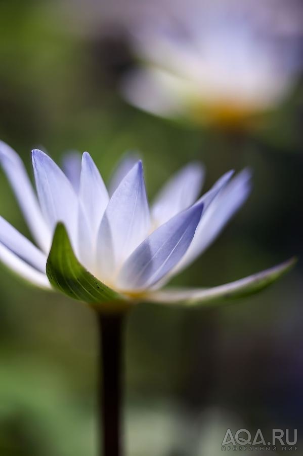 Nymphaea х daubenyana