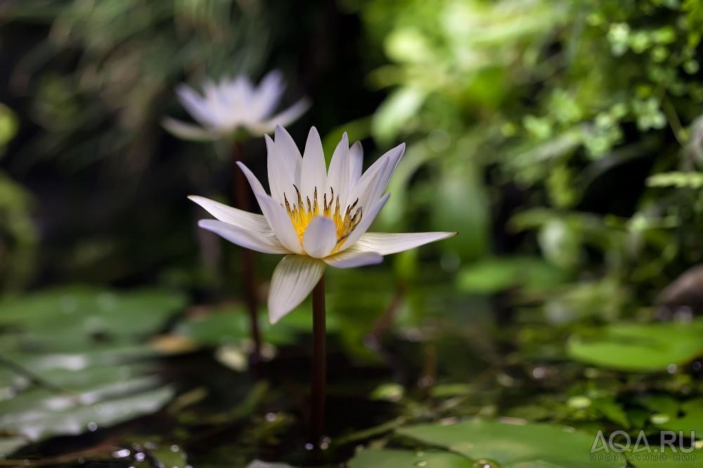 Nymphaea х daubenyana