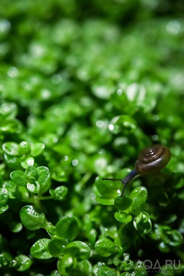 hemianthus callitrichoides cuba