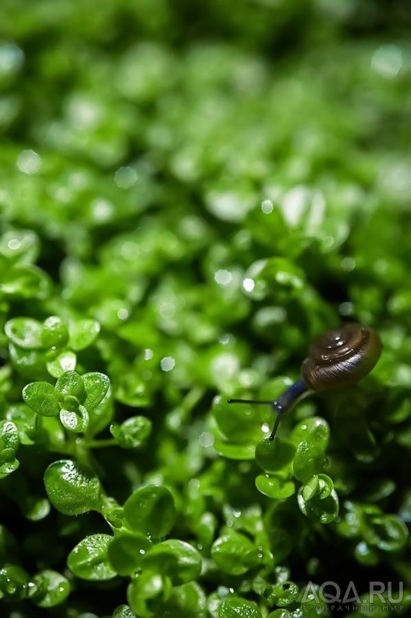 Hemianthus callitrichoides cuba