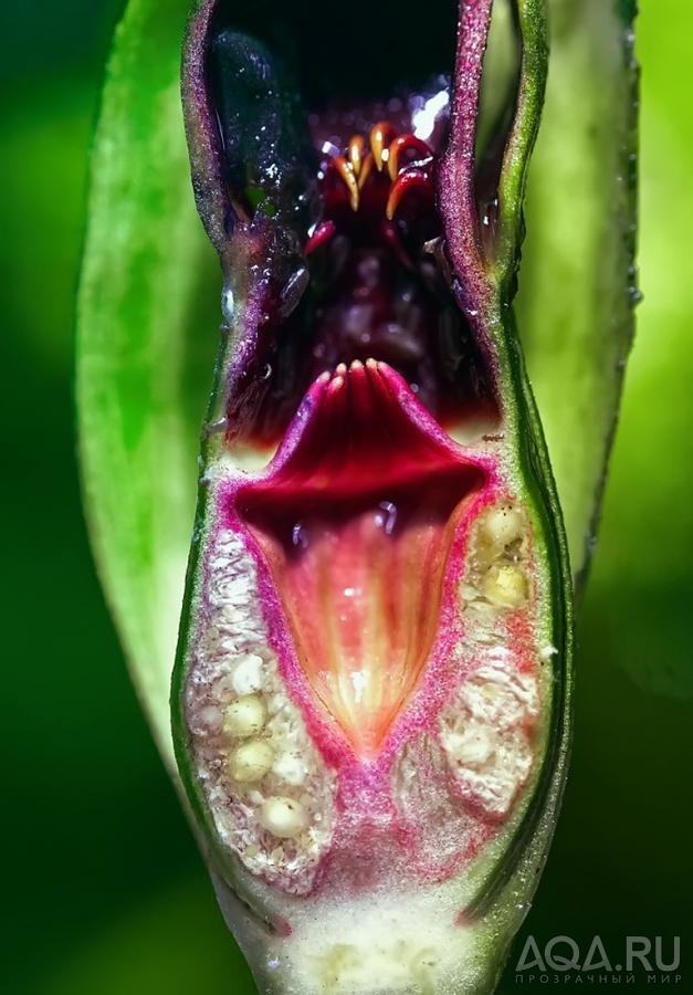 Barclaya longifolia