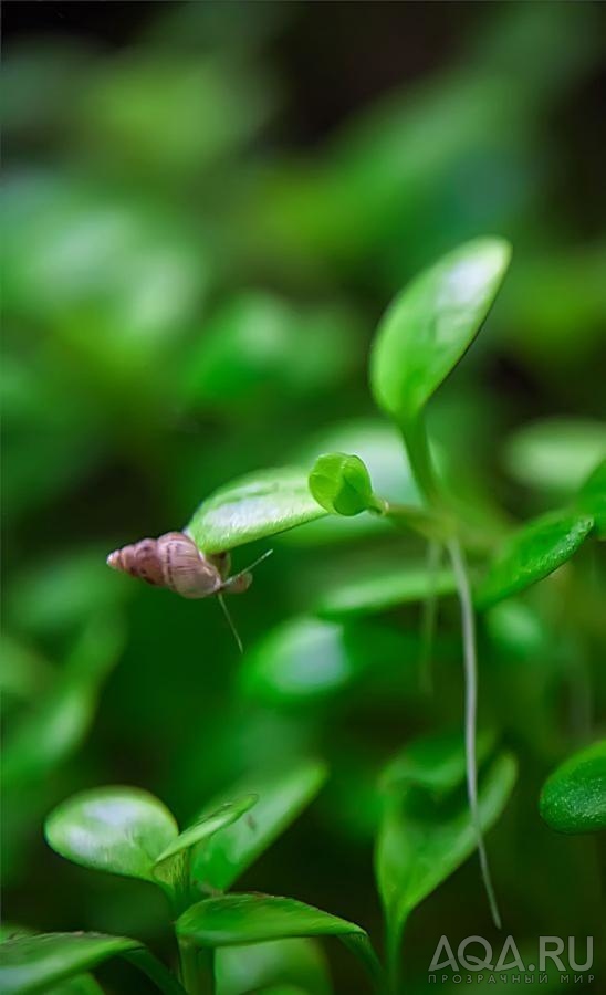 Glossostigma Elatinoides