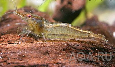 Caridina Temasek