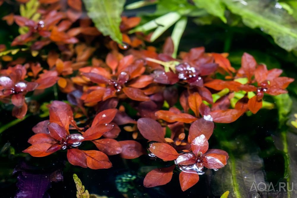 Ludwigia