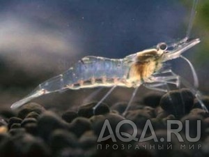 Glass Shrimp