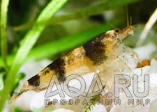 Taiwanese Bumble Bee Shrimp