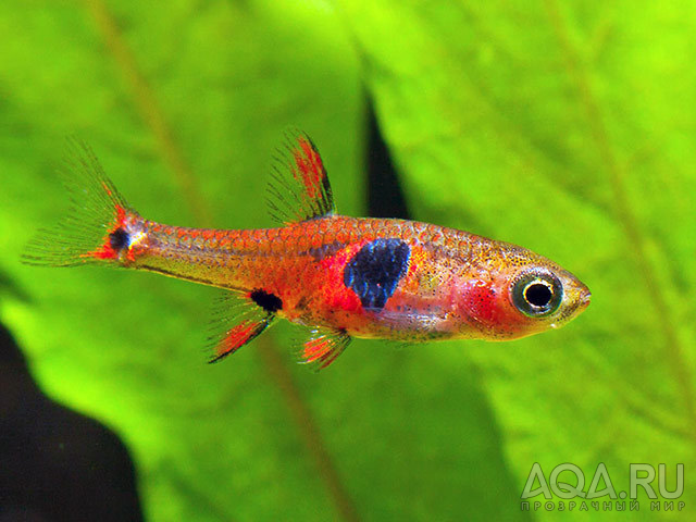 Boraras naevus “Strawberry Rasbora”