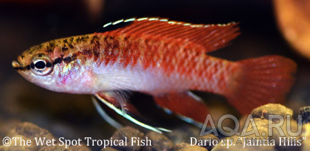 DARIO JAINTIA (INDIAL FLAME JEWEL BADIS)