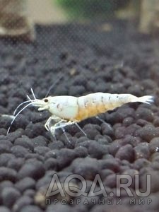 Golden Crystal Shrimp