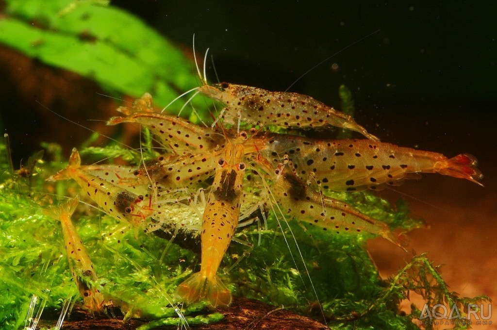 Caridina Rubropunctata2