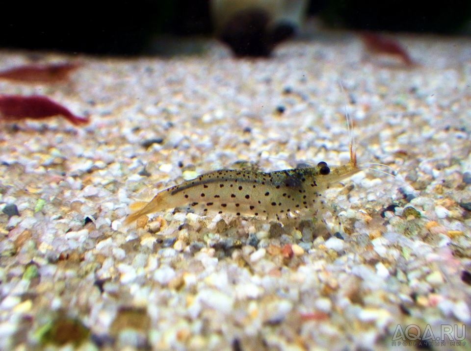 Caridina Rubropunctata3