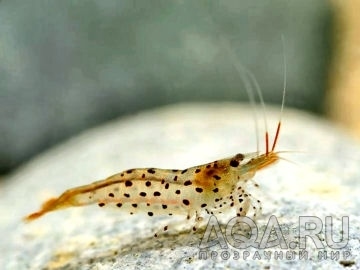 Caridina Rubropunctata5