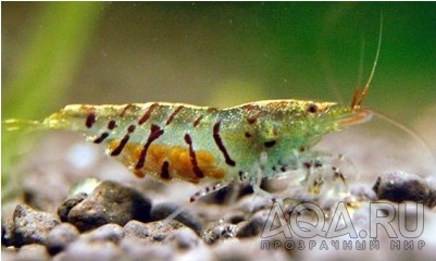 ТИГР ТАЙВАНЯ ( TAIWANESE TIGER SHRIMP/CARIDINA SP)