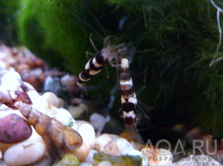 ЛАОСКИЙ ЧЕРНОГОЛОВЫЙ ШМЕЛЬ (LAOS BLACKHEAD BUMBLEBEE SHRIMP /CARIDINA SP.)