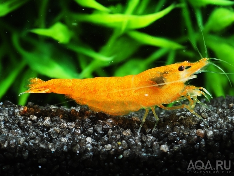 ОРАНЖЕВАЯ САКУРА ( ORANGE SAKURA DWARF SHRIMP)