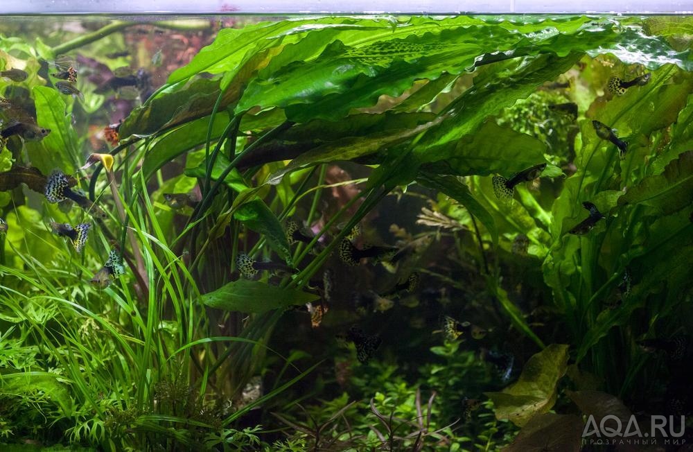 Cryptocoryne