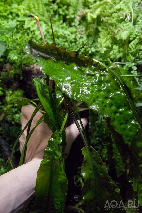 Cryptocoryne