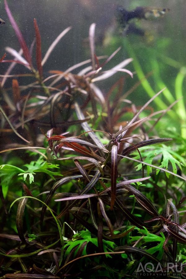 Hygrophila 