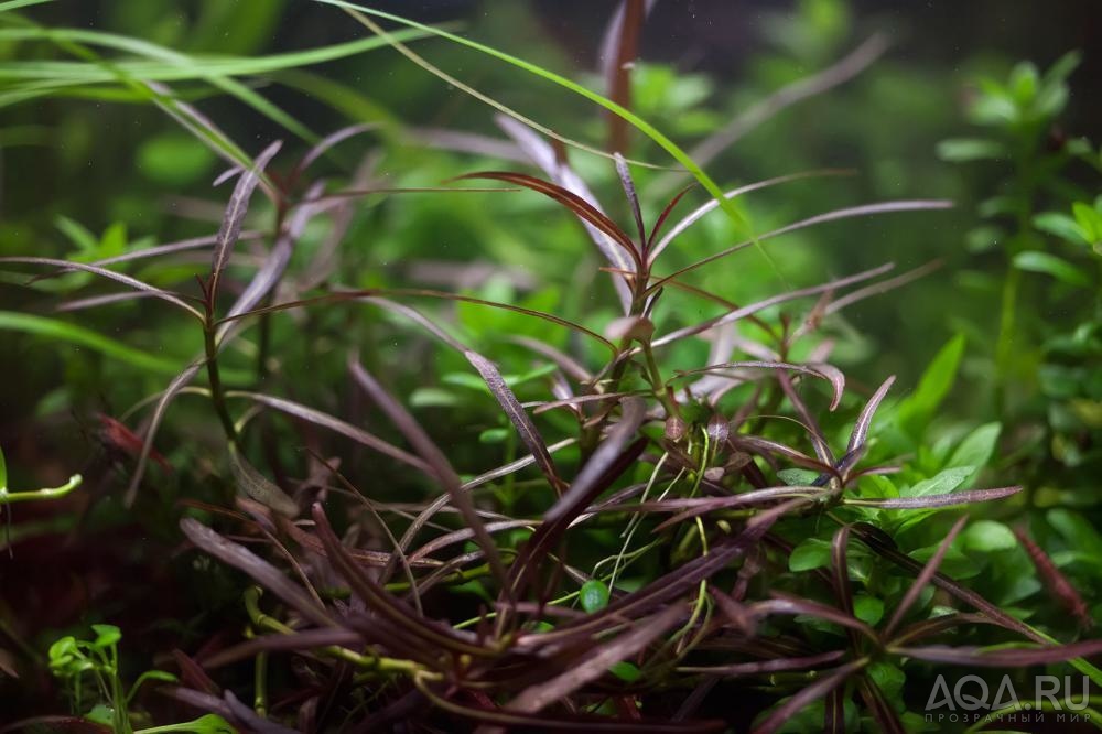 Hygrophila 