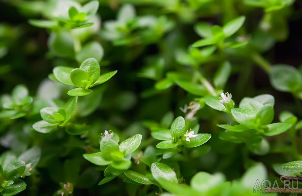 Hemianthus micranthemoides