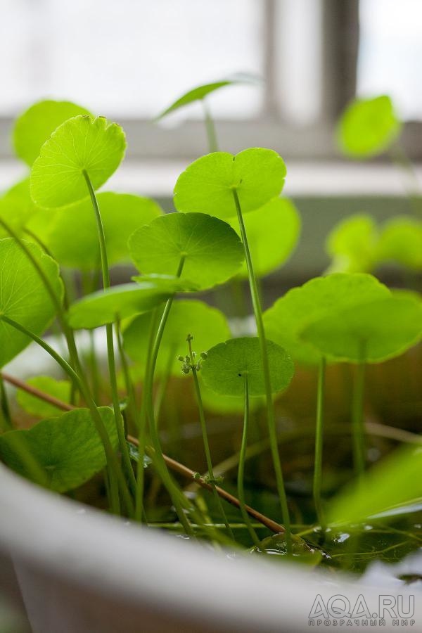 Hydrocotyle verticillata