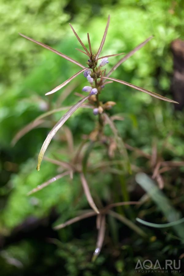 Hygrophila Araguaia