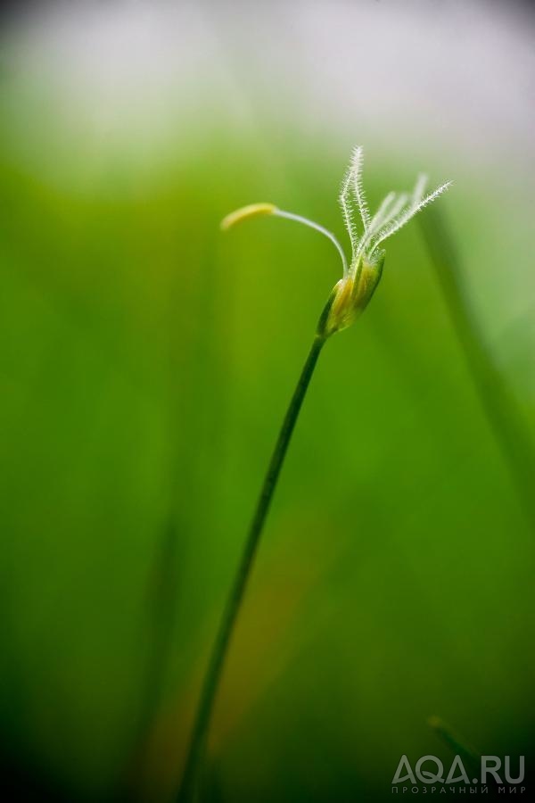 Eleocharis parvula