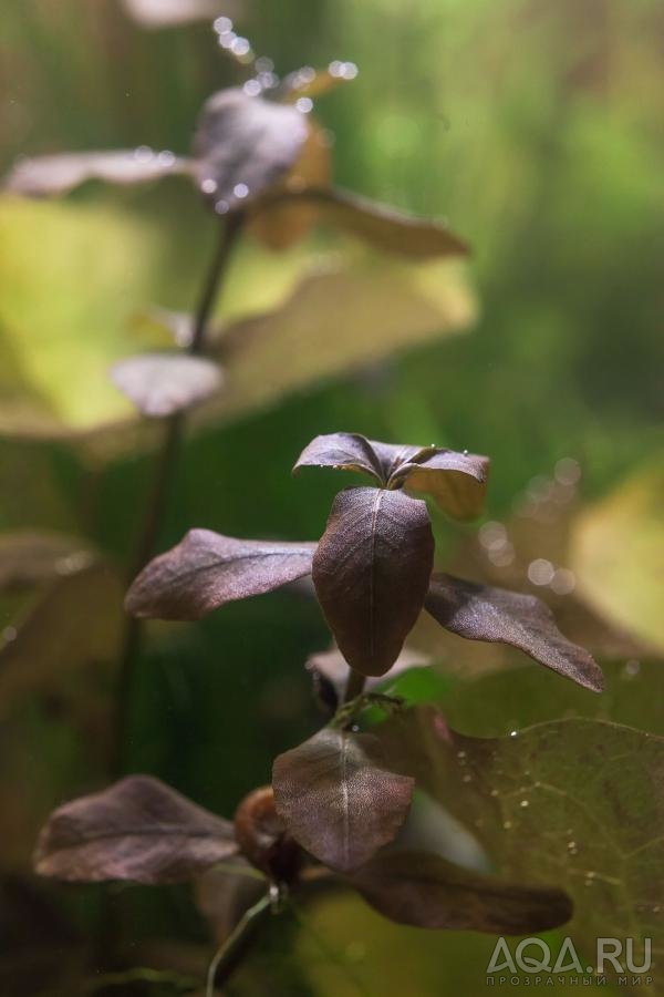 Ludwigia sp. Mexico