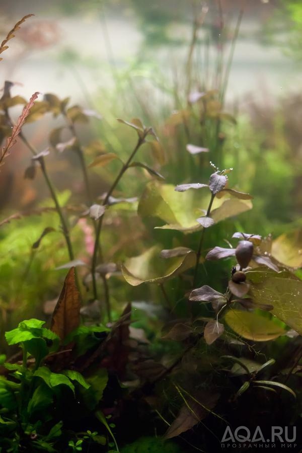 Ludwigia sp. Mexico