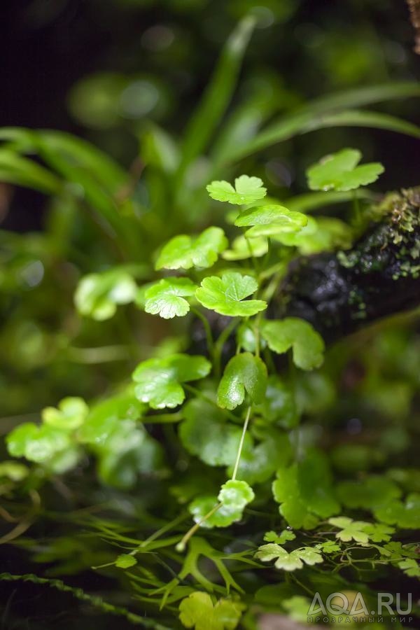 Hydrocotyle Sibthorpioides