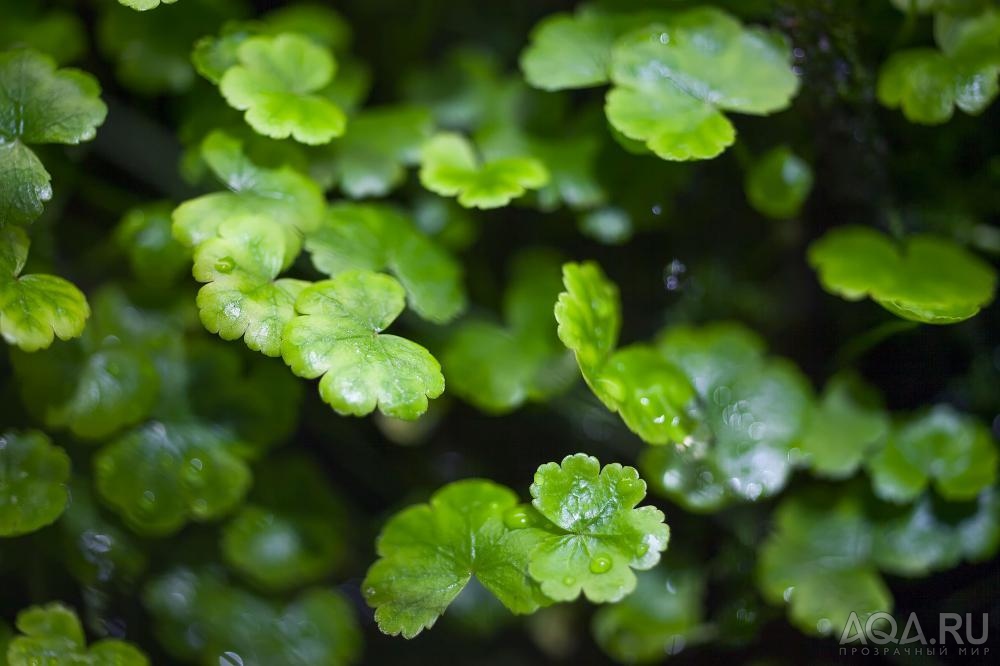 Hydrocotyle Sibthorpioides