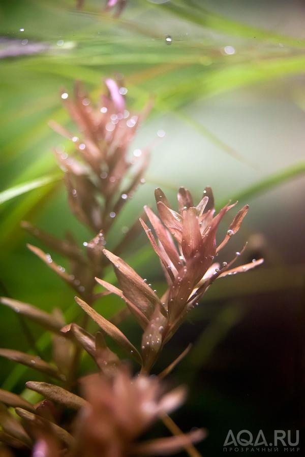 rotala rotundifolia sp green